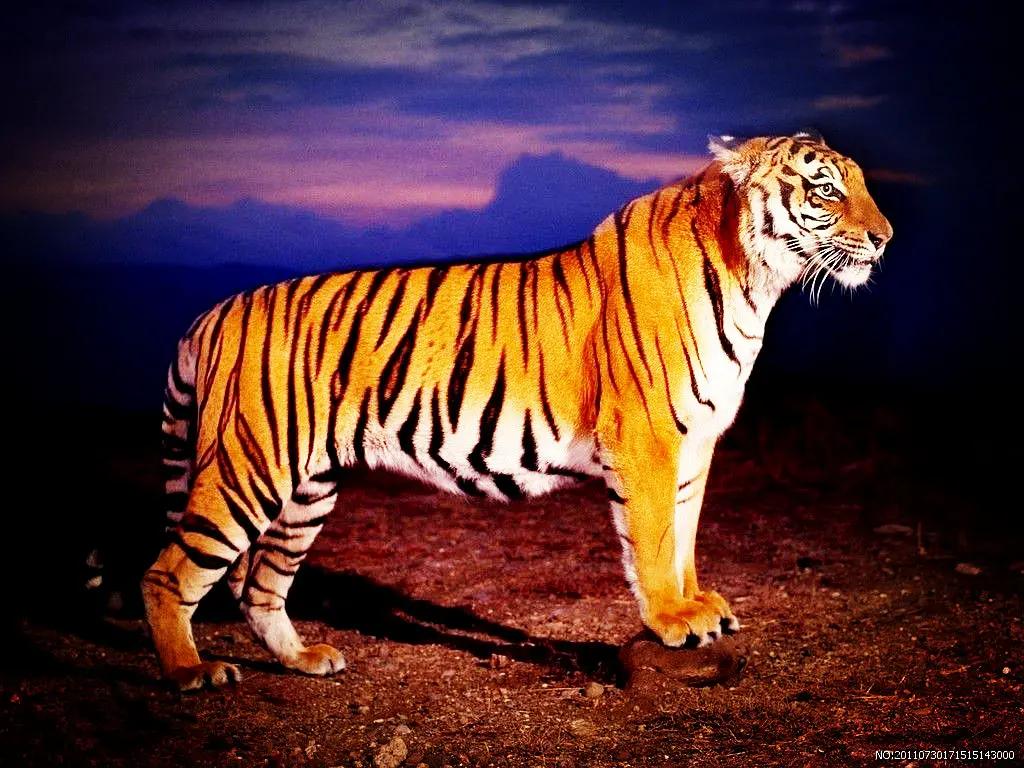 2024年白老虎免费公开,标准执行具体评价_POV77.727可靠版