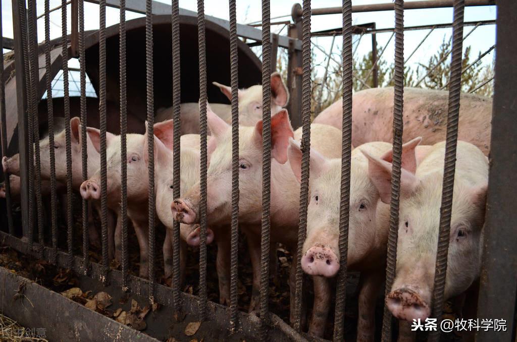 全国最新生猪价格表，背景、影响与地位分析