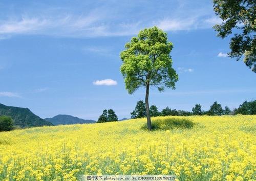 最新美股,自然美景的探索之旅