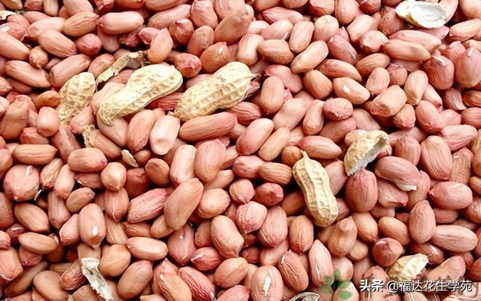 花生最新价格,时代印记与市场的脉动