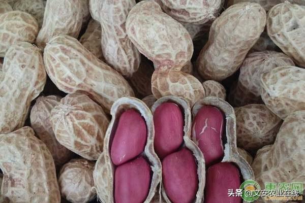 花生最新价格,时代印记与市场的脉动