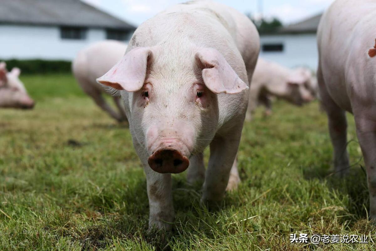 生猪最新价格及分析概览