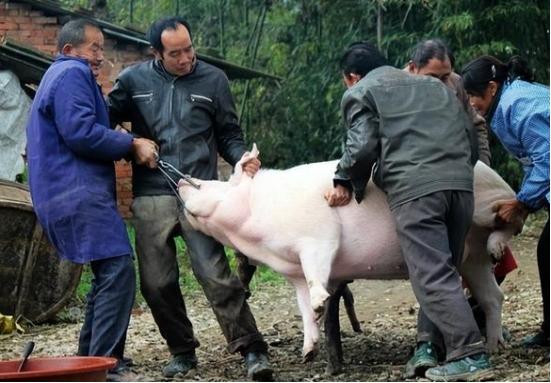 生猪最新价格及分析概览