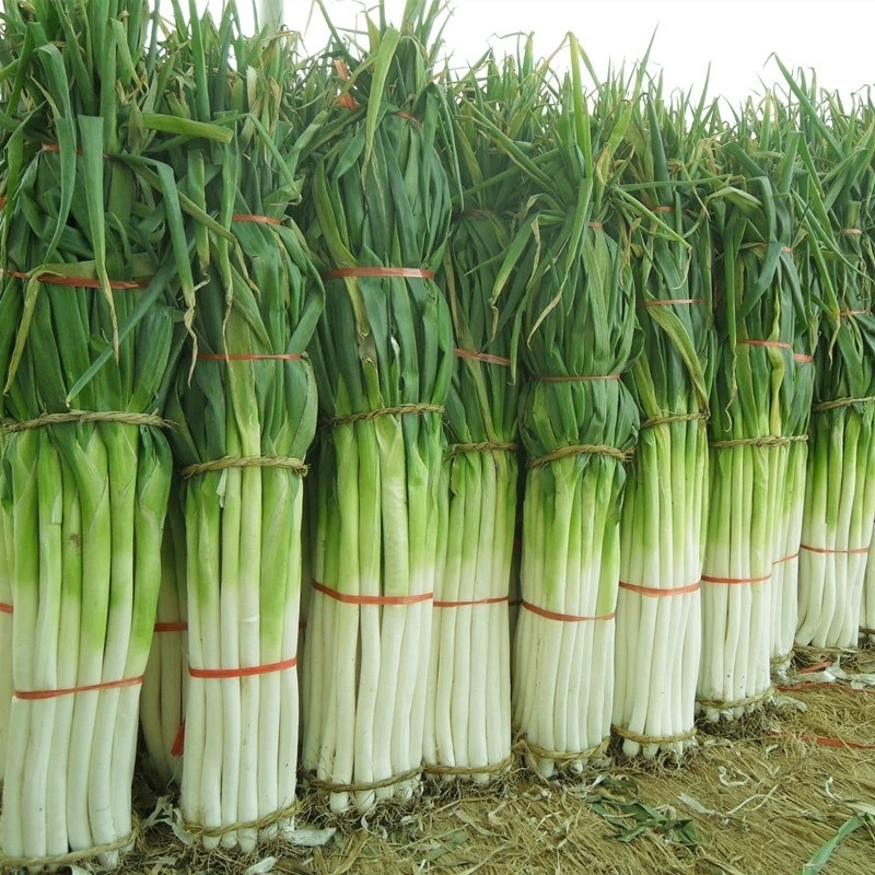 大葱最新价格行情与小巷深处的独特风味