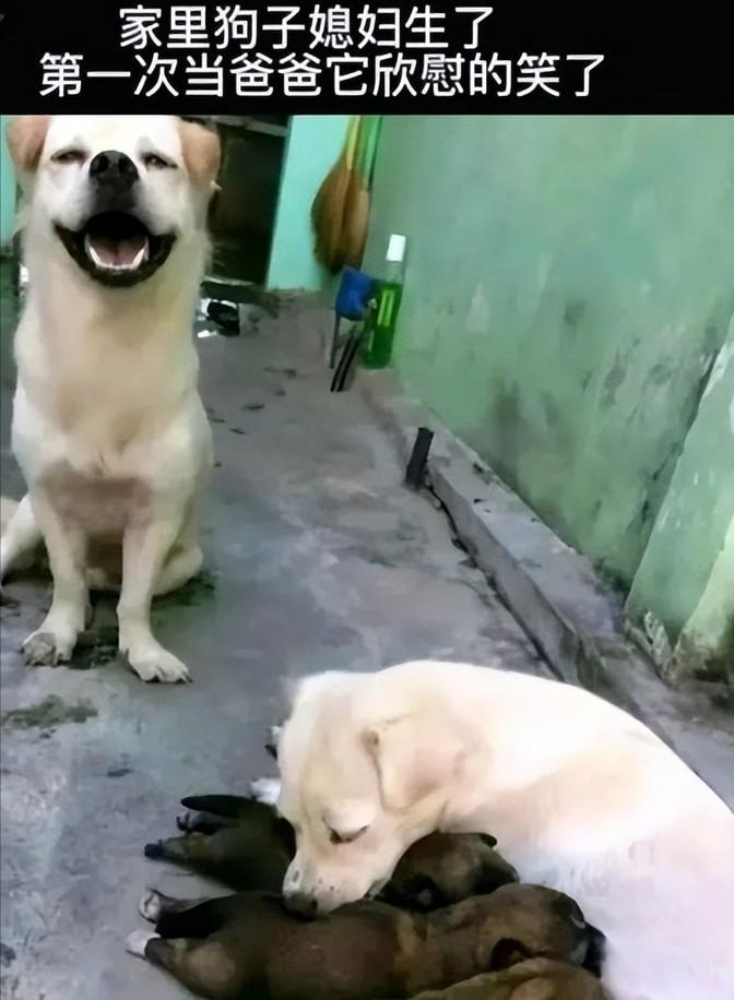 最新伤人事件,乌龙与友情的纠葛冒险之旅