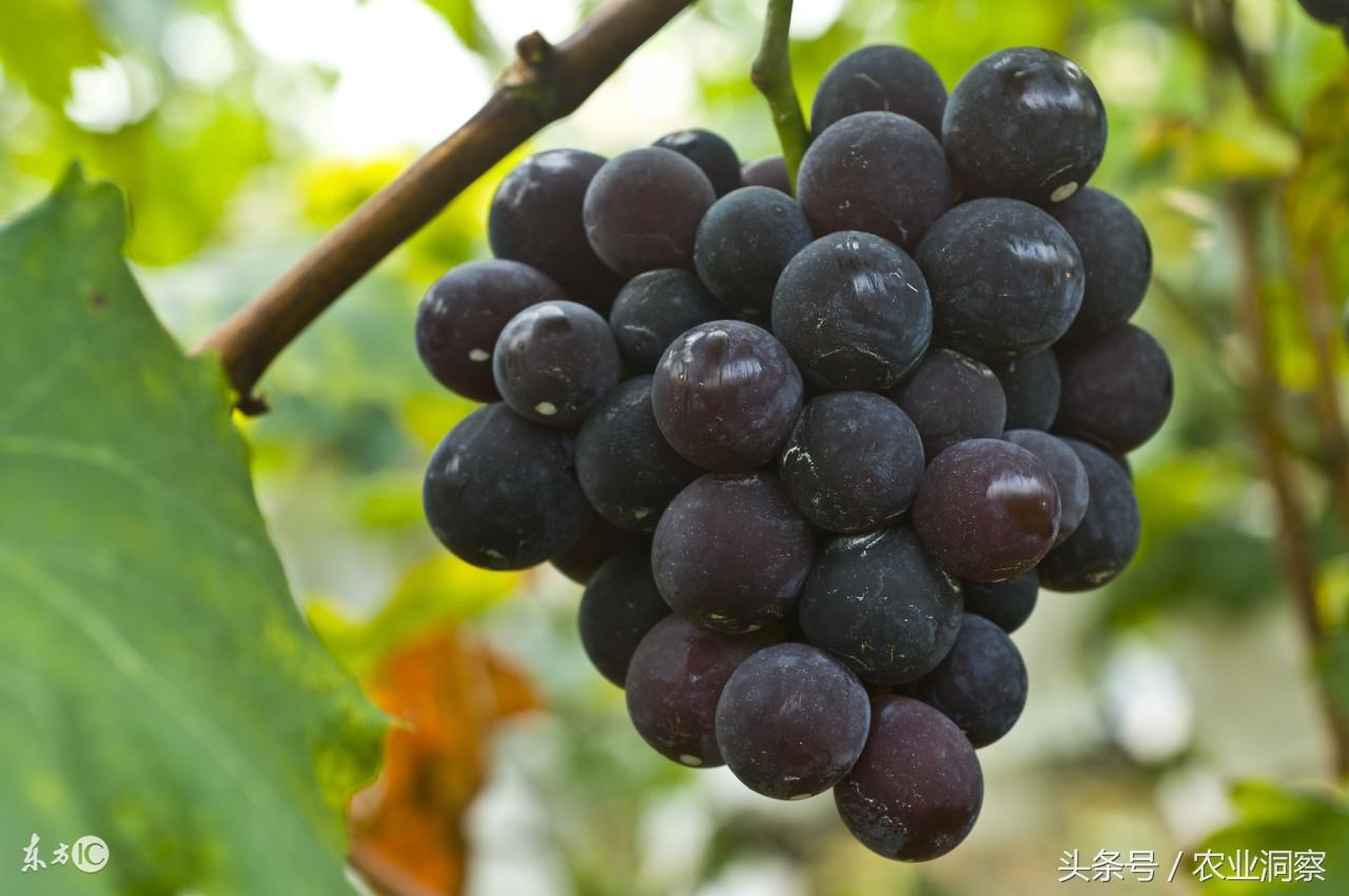 果哥最新，轻松探索自然美景之旅