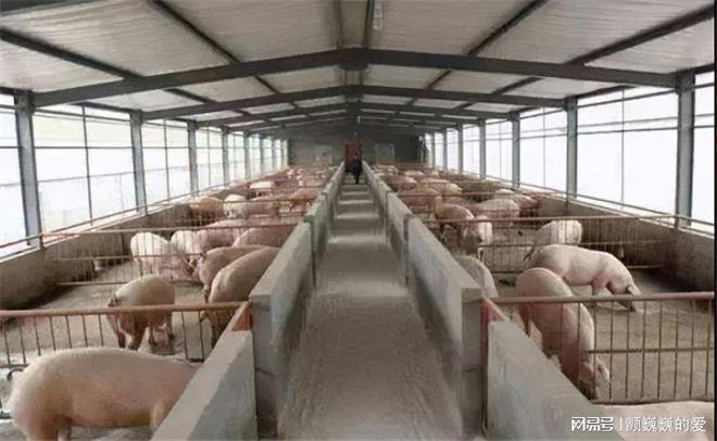 养猪场转让最新动态,时代变迁与行业重塑的影响