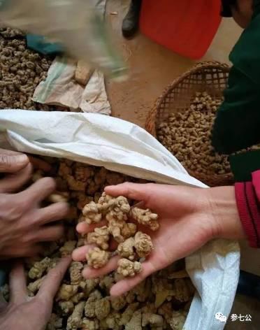 三七最新行情,一路奋进,开启无限可能