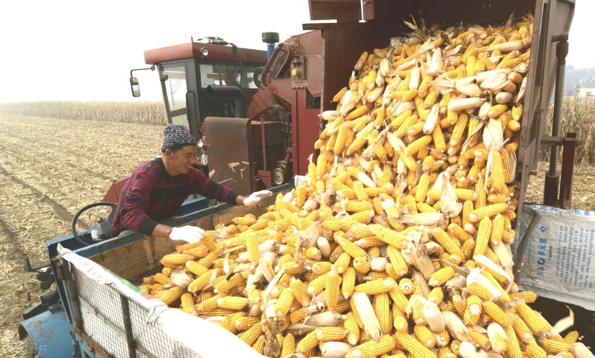 玉米价格走势图揭秘，奇妙旅程与背后的故事