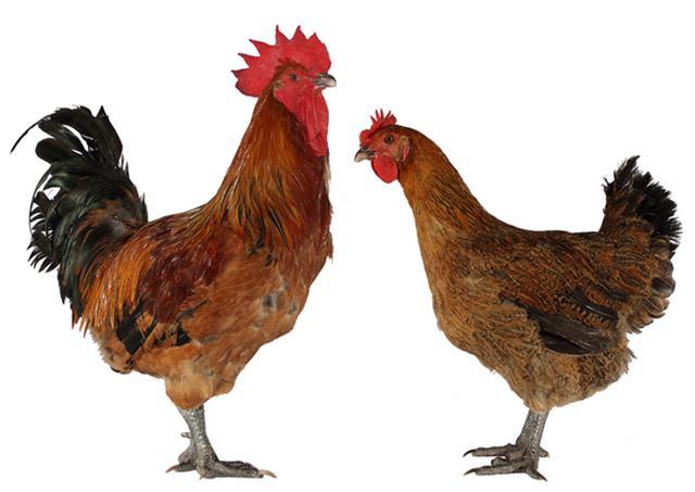 最新麻鸡价格,时代变迁与市场的波动影响