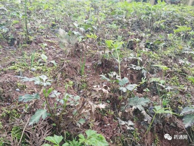 安国黄连最新价格，历史背景、市场动态及市场地位解析