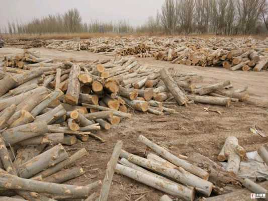 杨木最新市场行情解析,价格动态与市场走势深度探讨