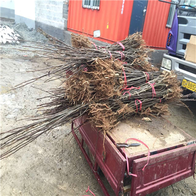 科技绿化里程碑，最新起树苗机器问世