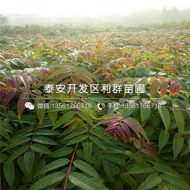 香椿最新价格揭秘，探寻自然美景与内心平静的旅程