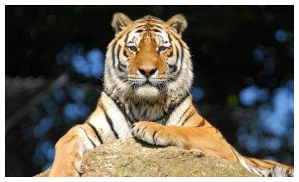 最新打虎情况,最新打虎情况，学习变化，展现自信与成就的力量