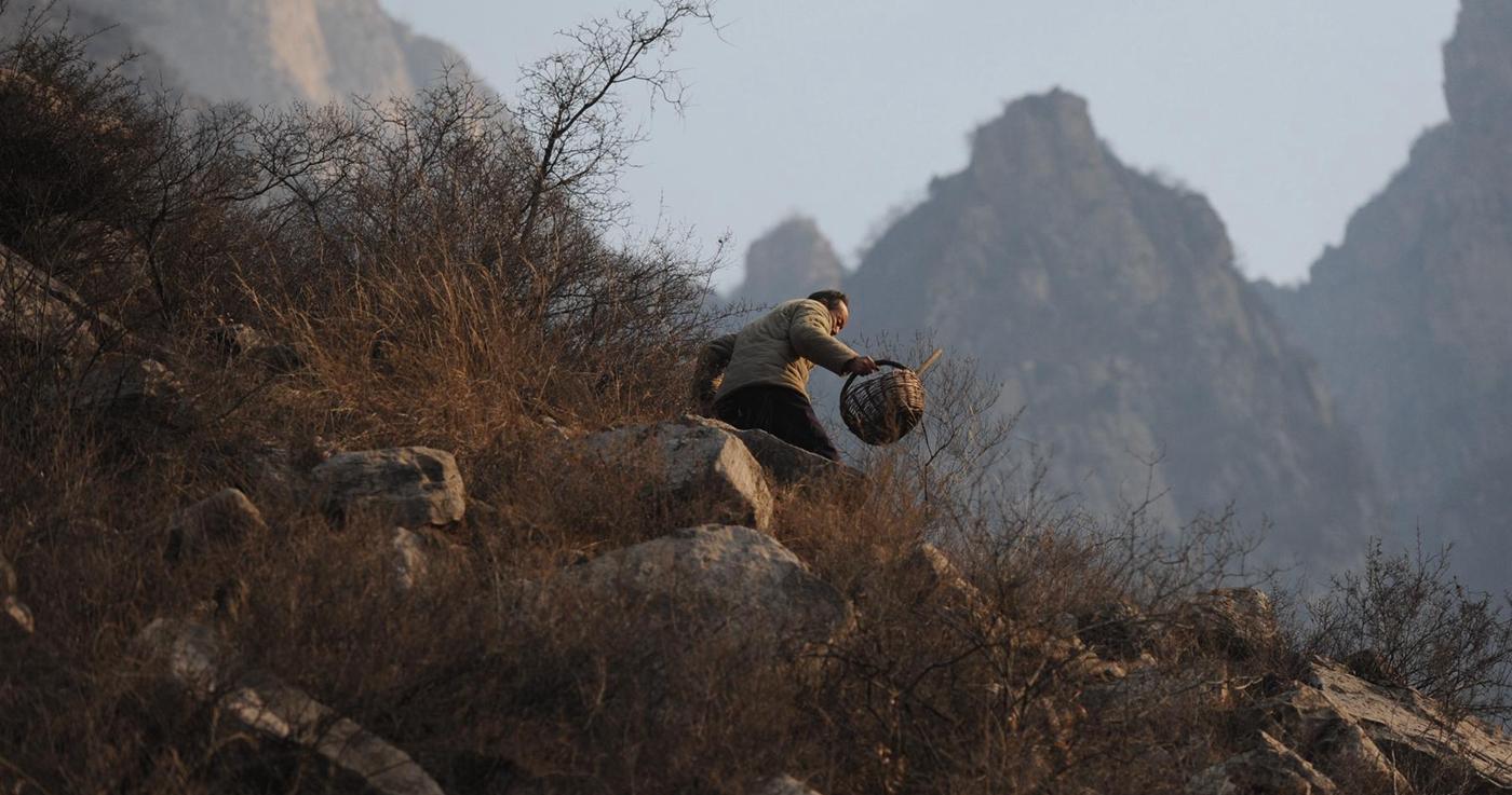 连翅最新价格概览，市场分析、趋势预测与科普解读