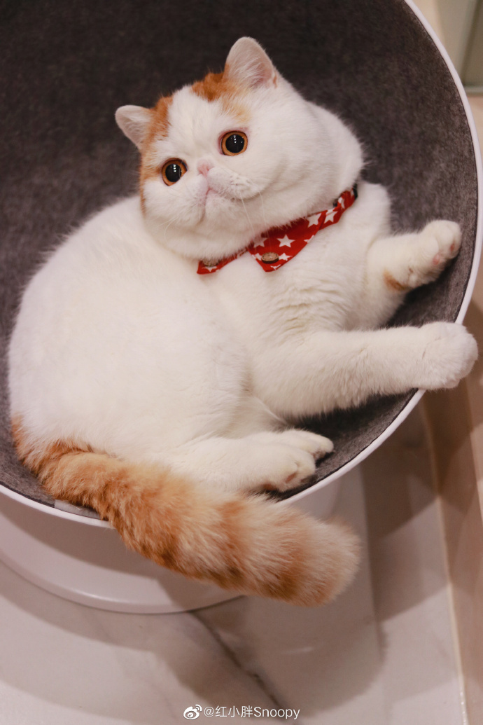 小胖Snoopy最新照片,获取与分享的指南