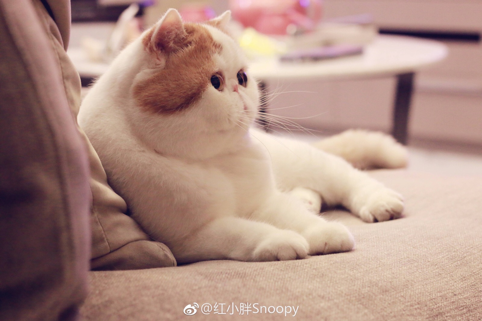 小胖Snoopy最新照片,获取与分享的指南