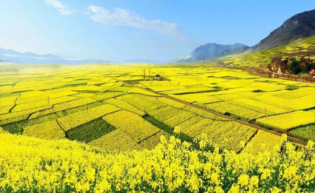 鲜姜最新价格揭秘,自然美景背后的旅行探索之旅