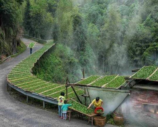 鲜姜最新价格揭秘,自然美景背后的旅行探索之旅