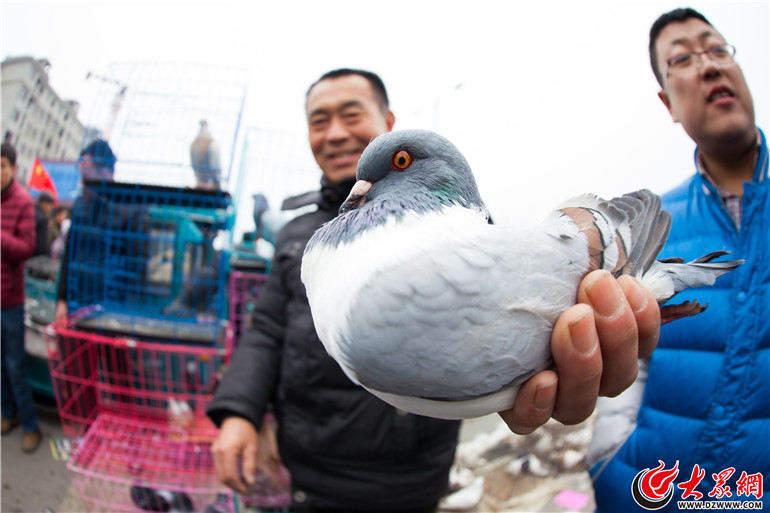 丰台信鸽最新赛事，小巷深处的信鸽盛宴与美食奇遇