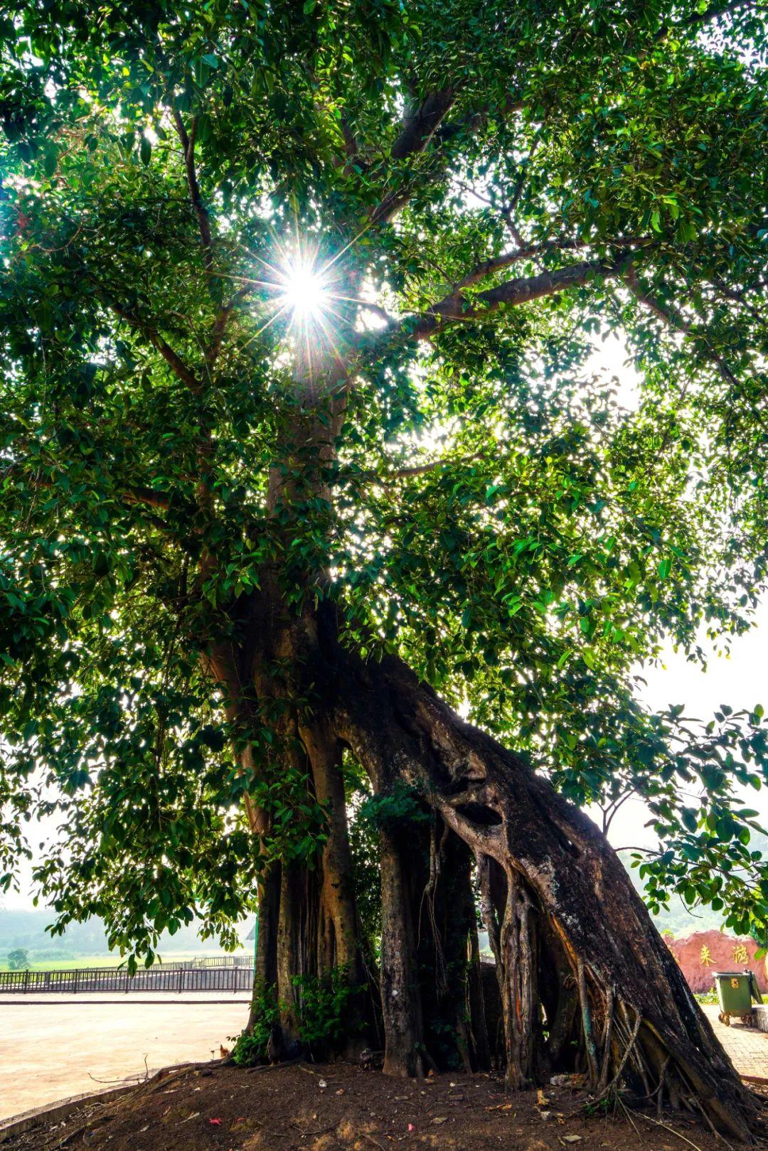 儋州最新山歌，传统与现代的交融魅力