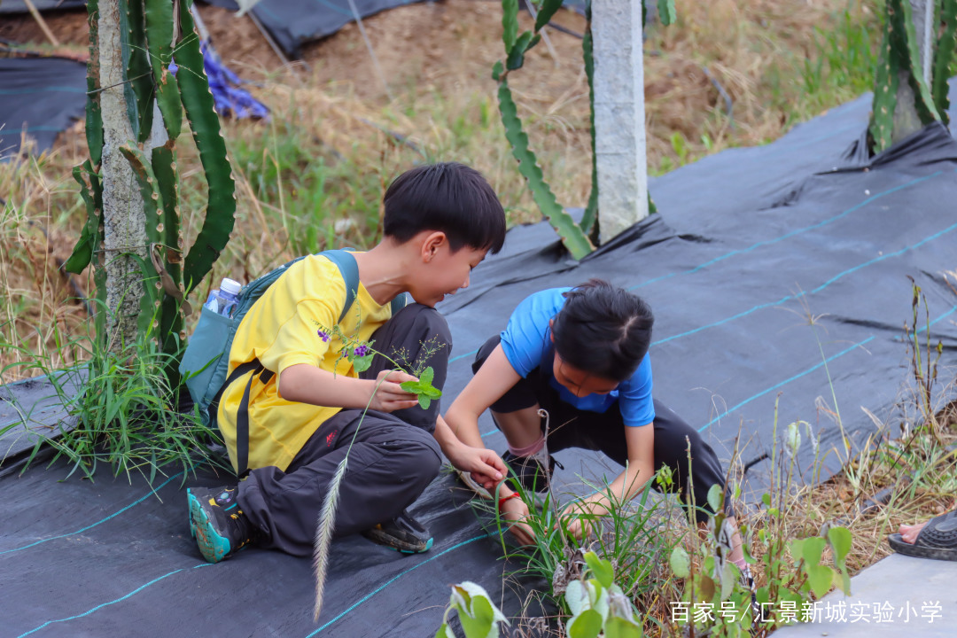 自然探索之旅,最新野外直播与学习自信的萌芽之路