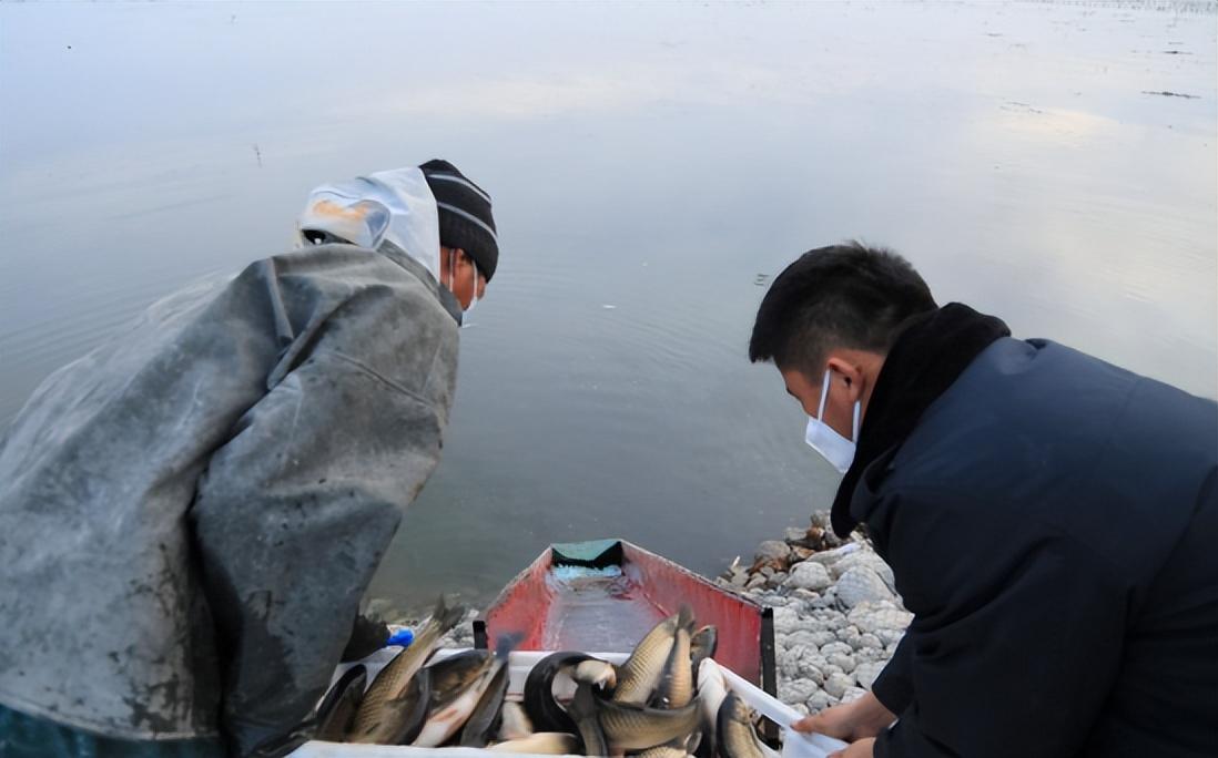 科技重塑渔业新时代，最新草鱼养殖技术开启智能养殖篇章