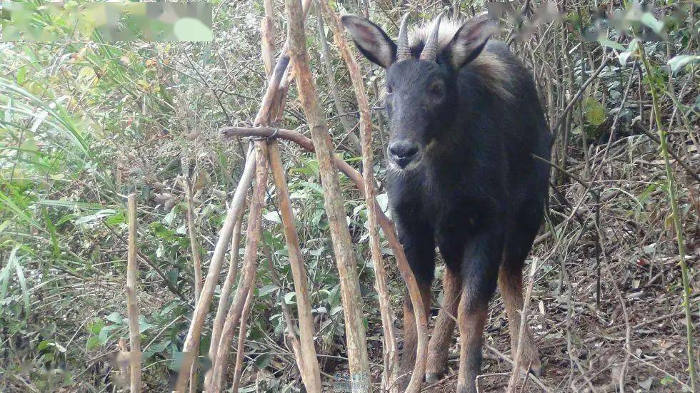921212cc四不像凤凰,定性解析明确评估_编辑版27.253