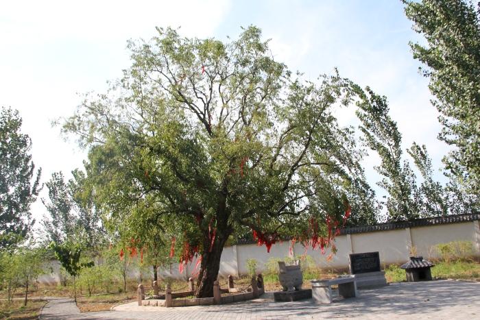 丝棉木最新价格动态，成长与自信的种子正在发芽——12公分丝棉木价格关注焦点