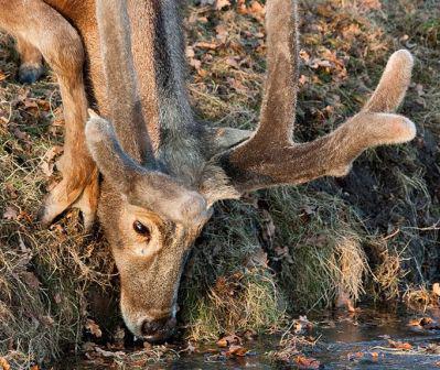 新澳四不象,理论考证解析_驱动版68.965