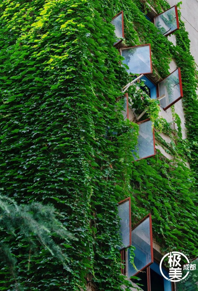 2021最新版眼保健视频,探索小巷深处的宝藏，隐藏在绿意中的特色眼保健视频店