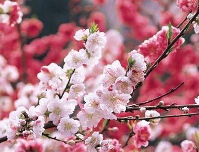 最新生肖桃花运预测,2016年生肖桃花运势分析