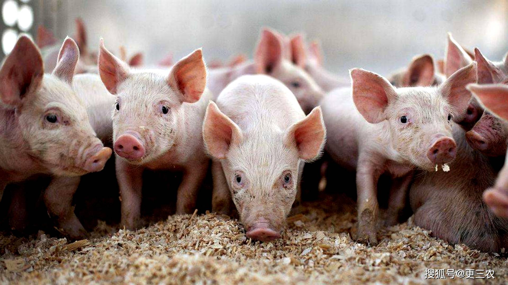 小猪价格最新动态更新!今日小猪价格最新消息🐷📣速览