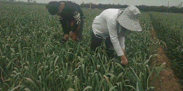 金乡蒜苔最新价格行惰,金乡蒜苔最新价格行情分析