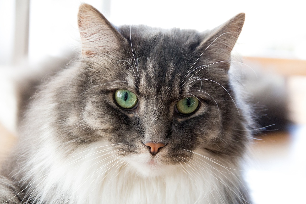 最新版猫咪,专家意见法案_时尚版94.291