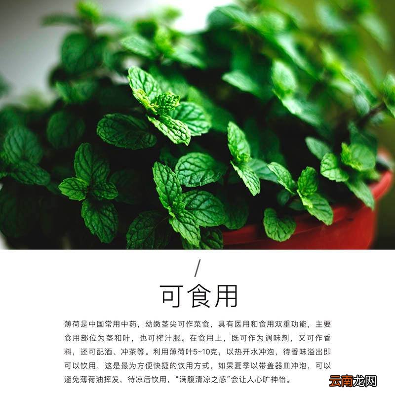 最新美食,可靠执行操作方式_薄荷版94.735