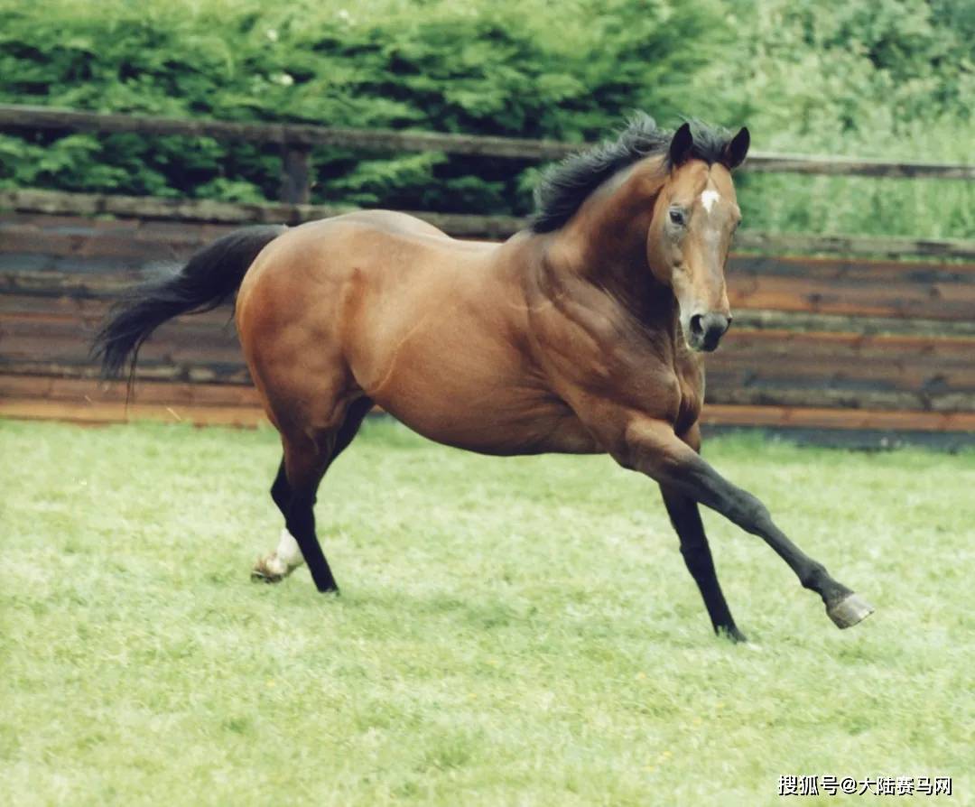 骏马最新,推动策略优化_工具版94.357