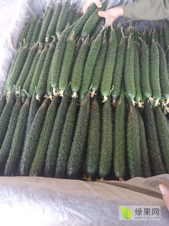 黄瓜最新价格,灵活执行方案_酷炫版94.887