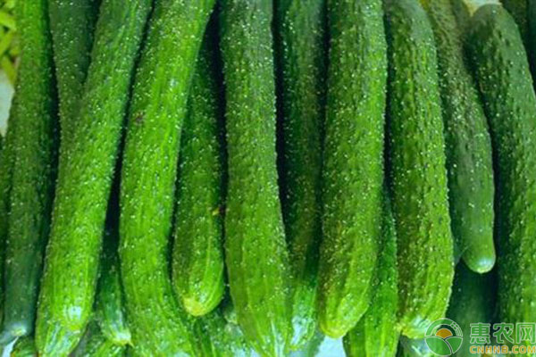 黄瓜最新价格,灵活执行方案_酷炫版94.887