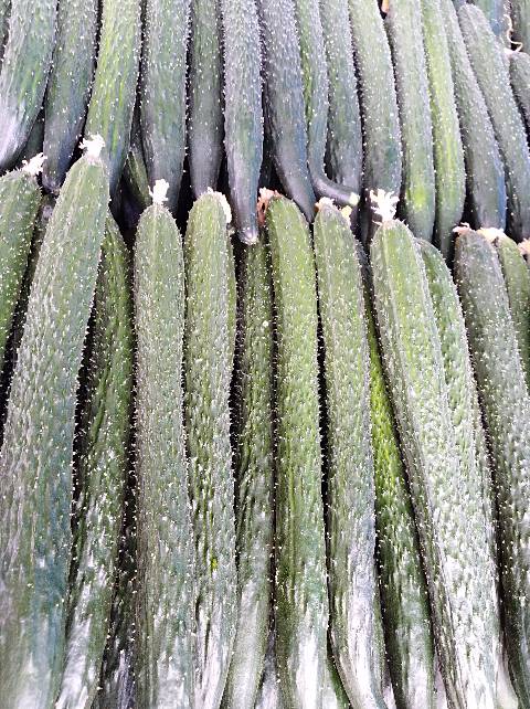 黄瓜最新价格,灵活执行方案_酷炫版94.887