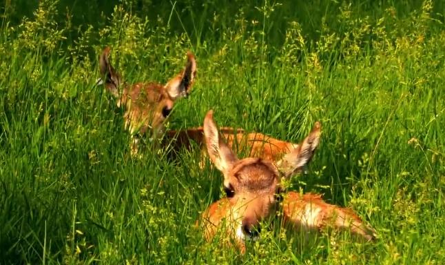 猎豹最新报价,速度与陪伴的温馨故事揭晓