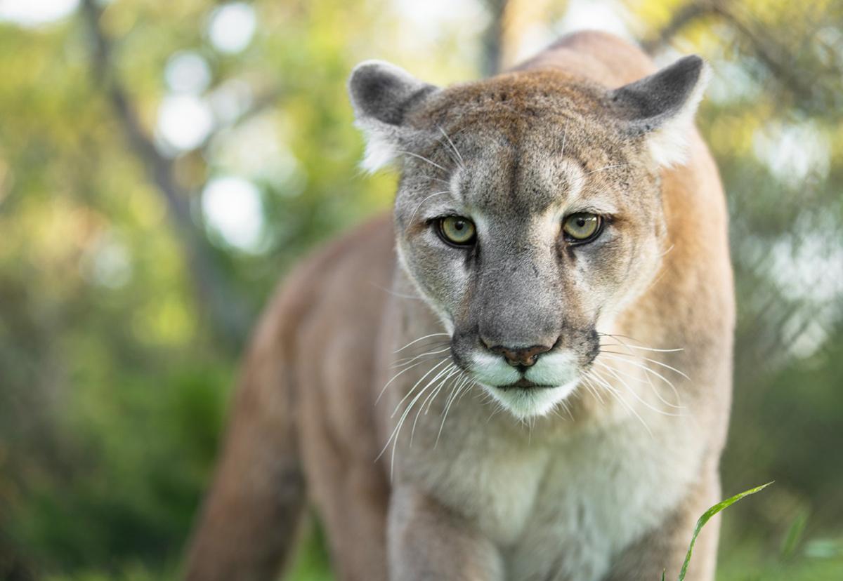 猎豹最新报价,速度与陪伴的温馨故事揭晓