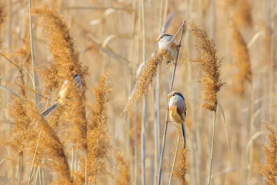 91大神最新力作,时代之光下的璀璨明珠