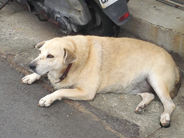 活力四溢的特色小店,最新比特犬的隐藏宝藏