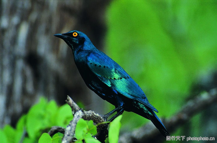 有鸟最新版,小巷中的隐秘美食天堂探索