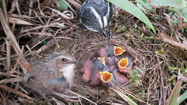 有鸟最新版,小巷中的隐秘美食天堂探索