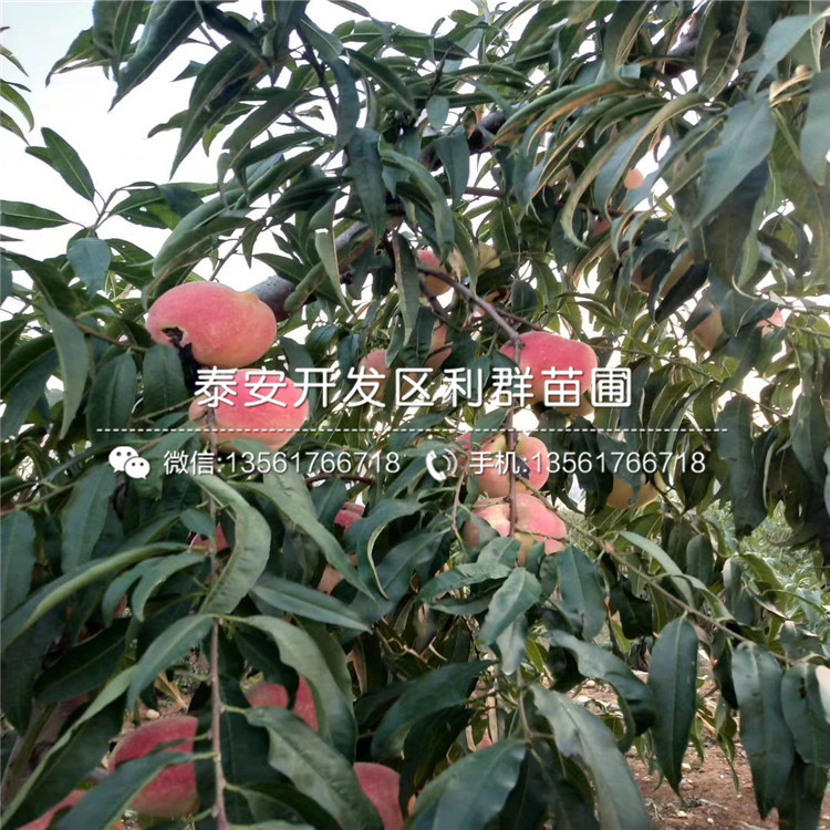 S2B2X电商体系 第152页