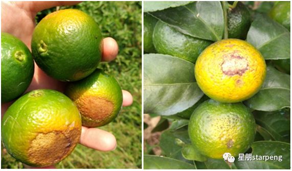 今年柑橘后期行情展望与预测