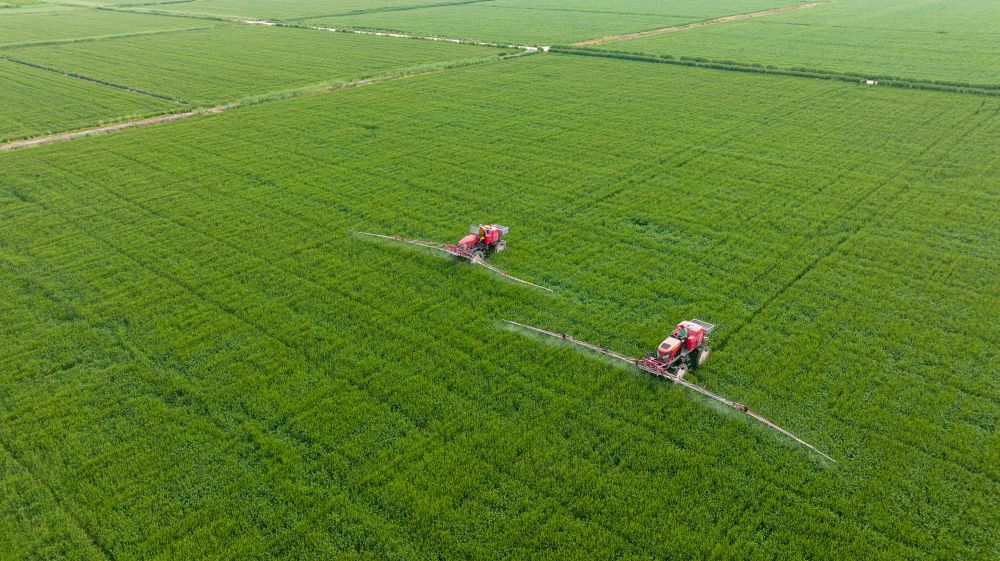 大麦价格探秘,小巷风情中的大麦故事